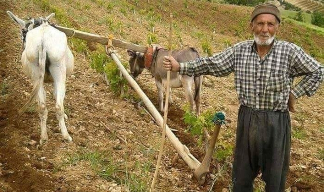 Traktör Yerine At ve Merkep Kullanımı Yaygınlaşıyor!