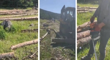 Ardahan'da Orman Katliamı Devam Ediyor!