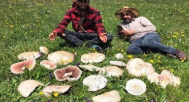 Kısır Dağı'nda Mantar Bereketi