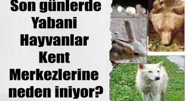 Orman Kesimleri mi Yaban Hayvanlarını Kent Merkezlerine Sürüklüyor?
