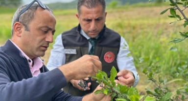 Posof’ta Kahverengi Kokarca ile Mücadelede Yeni Adım