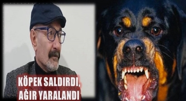 Sokakta köpeklerin saldırısına uğradı
