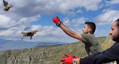 Ardahan’da doğaya 200 kınalı keklik salındı