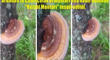 Ardahan’da Nadir Bulunan Reishi Mantarı Keşfedildi