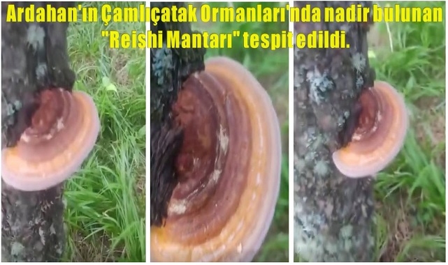 Ardahan’da Nadir Bulunan Reishi Mantarı Keşfedildi