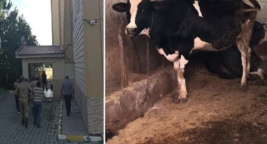 jandarma çalınan hayvanları sahiplerine teslim etti