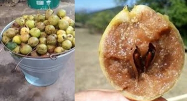 Posof'un Doğal Hazinesi Çürümeye Terk Edildi