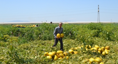 Üretici 600 ton kavun ve karpuzu ücretsiz dağıttı