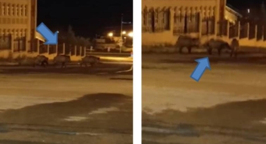 Ardahan Şehir Merkezinde Domuz Sürüsü Görüntülendi