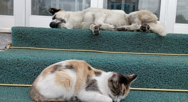 Ardahan’da Kedi ve Köpek Arasındaki Sıcak Dostluk