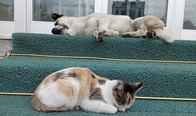 Ardahan’da Kedi ve Köpek Arasındaki Sıcak Dostluk