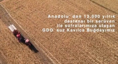 Ardahan Üniversitesi’nden Ata Tohumu Kavılca Buğdayı Tanıtımına Destek
