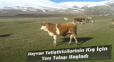 Büyükbaş ve Küçükbaş Hayvanlar Son Özgürlüklerini Yaşıyor