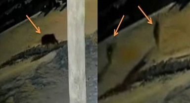 Ardahan'da Kurt Sürüsü Köpeklere Saldırdı