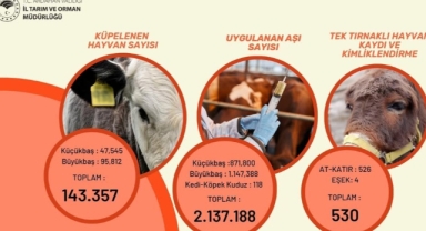 Ardahan’da 143 Bin Hayvan Küpelendi