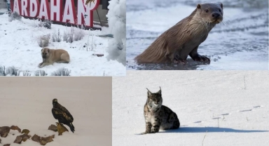 Ardahan: Türkiye’nin Gizli Milli Parkı!