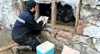 Göle’de Hayvan Sağlığı Kontrolleri Sürüyor