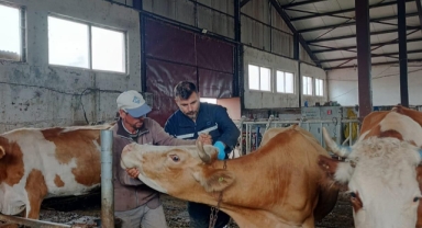 Şap Hastalığına Karşı Etkin Mücadele Devam Ediyor