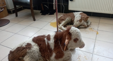 Ardahan'da Buzağı Ölümleri Artıyor!