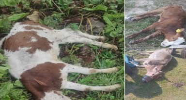 Ardahan’da Çiftçinin Feryadı: “Emeklerimiz Ziyan Oldu, Yetkililer Ses Vermiyor”