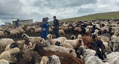 Ardahan’da Koyun ve Keçi Kimliklendirme Çalışmaları Sürüyor