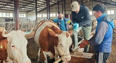 Ardahan'da Şap Alarmı: 3 İlçede 77 Yerleşim Yerine Karantina