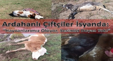 Ardahanlı Çiftçiler İsyanda: “Hayvanlarımız Ölüyor, Sesimizi Duyan Yok!”
