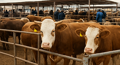 24 İlde Hayvan Pazarları Açıldı, Ardahan Beklemede
