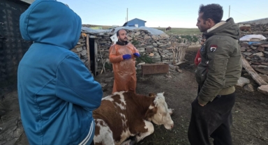 Ardahan’da Hayvan Sağlığı İçin Dezenfeksiyon Seferberliği