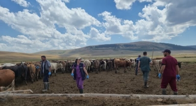 Ardahan’da Şap Aşılama Çalışmaları Sürüyor