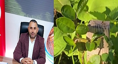 Çay Bitkisi Posof'ta Filiz Verdi