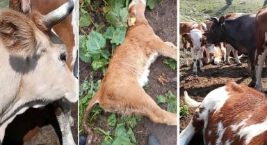 Hayvan Ölümleri Devam Ediyor, Çiftçiler Tepkili