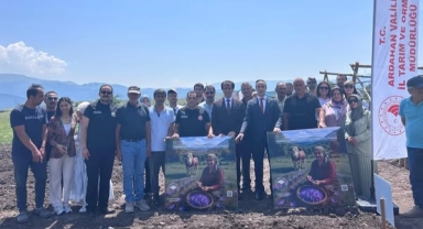 Posof’ta “Altın Kökler”le Safran Ekimi Başladı