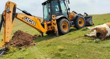 Posof’ta Hayvanlara Su, Şap Hastalığına Karşı Tedbir