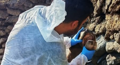 Şap Hastalığı Kontrol Çalışmaları Aralıksız Sürüyor