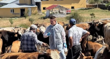 Şap Hastalığına Karşı Yoğun Mücadele Devam Ediyor