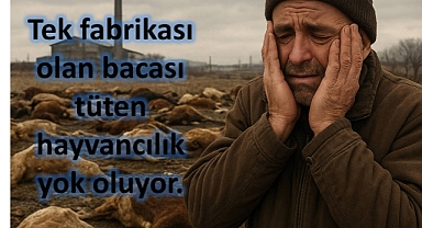Üreticiler Bölgenin