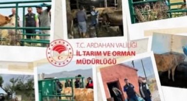 Ardahan’da Şap Hastalığı Aşılama Çalışmaları Hız Kesmeden Sürüyor