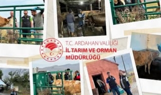 Ardahan’da Şap Hastalığı Aşılama Çalışmaları Hız Kesmeden Sürüyor