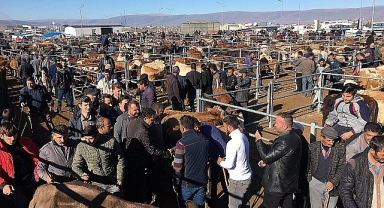 Ardahan’da Şap Hastalığı Sonrası Hayvan Pazarları Yeniden Açıldı