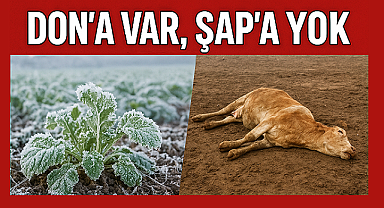 DON'A VAR, ŞAP'A YOK İDDİASI