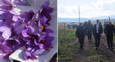 POSOF’TA İLK SAFRAN HASADI YAPILDI