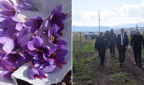 POSOF’TA İLK SAFRAN HASADI YAPILDI