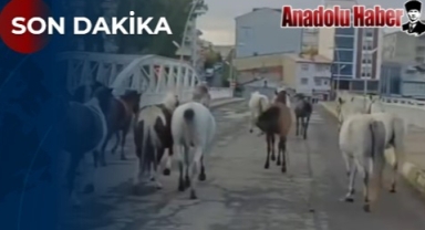 Ardahan’da Başıboş Atlar Tehlike Saçıyor! Vatandaşlar Endişeli