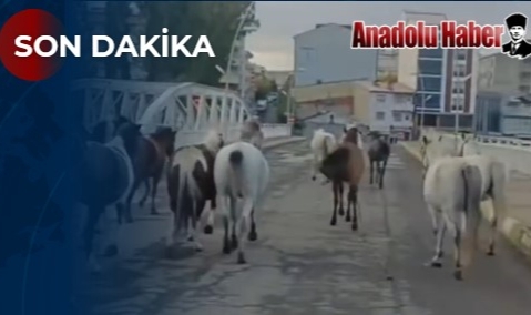 Ardahan’da Başıboş Atlar Tehlike Saçıyor! Vatandaşlar Endişeli