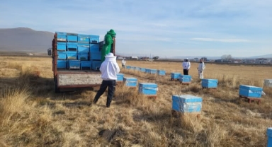 Ardahan’daki Arı Kolonileri Kışlatma İçin Şavşat’a Nakledildi