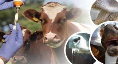 Şap Hastalığıyla Mücadele Kontrollü Şekilde İlerliyor