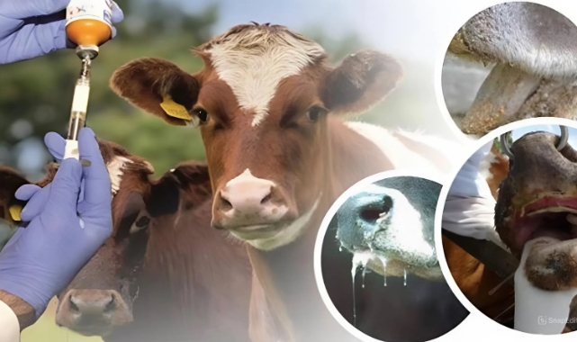 Şap Hastalığıyla Mücadele Kontrollü Şekilde İlerliyor