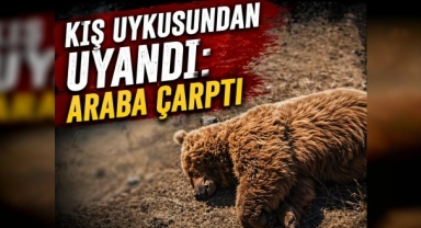 ARDAHAN’DA YABAN HAYATI KAZASI: 