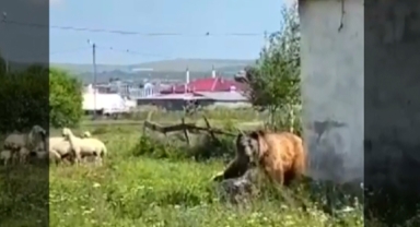 Halilefendi Mahallesi'nde Ayı Alarmı!